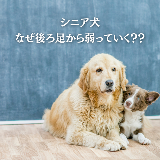 シニア犬 なぜ後ろ足から弱っていくのか?!