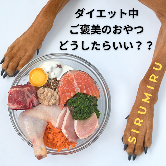 愛犬がダイエット中の方!ご褒美のおやつについて