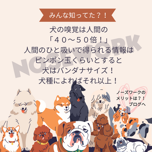 ノーズワーク 犬の嗅覚って想像以上にすごい！？！