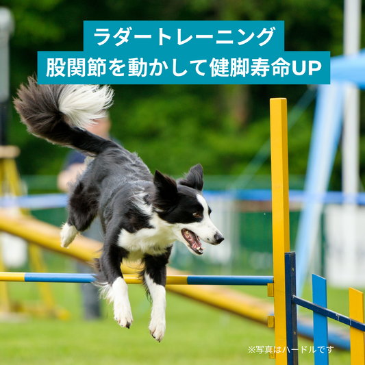 ラダートレーニングで健脚寿命UP！！練習のワンポイント☆